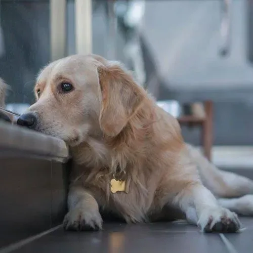 10-of-the-most-common-health-issues-faced-by-dogs-582209