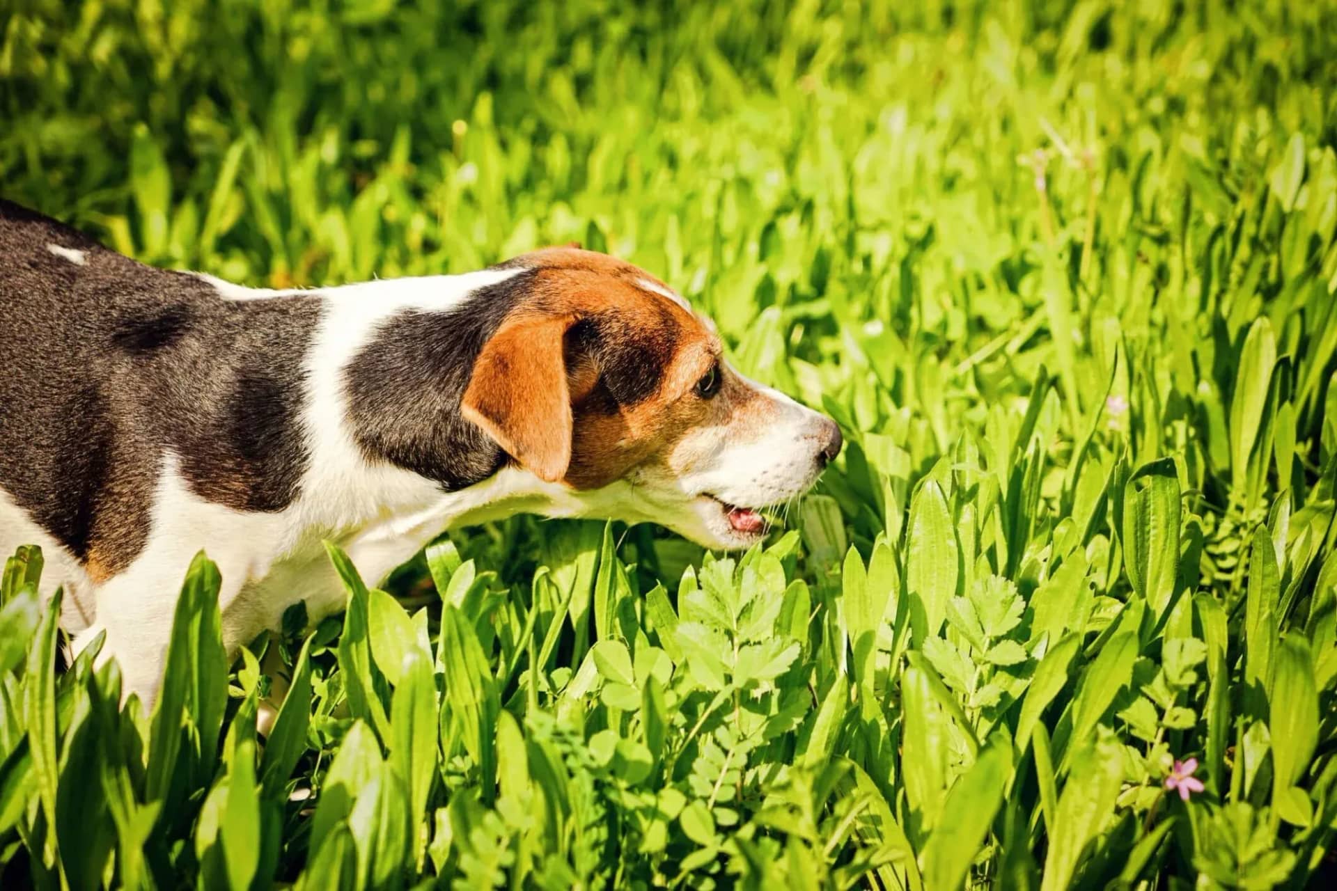 a-comprehensive-guide-to-probiotics-for-dogs-enhancing-canine-health-430914