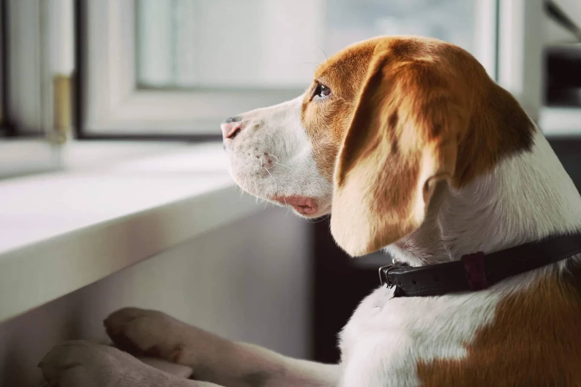 a-comprehensive-guide-to-understanding-and-managing-dog-anxiety-329010