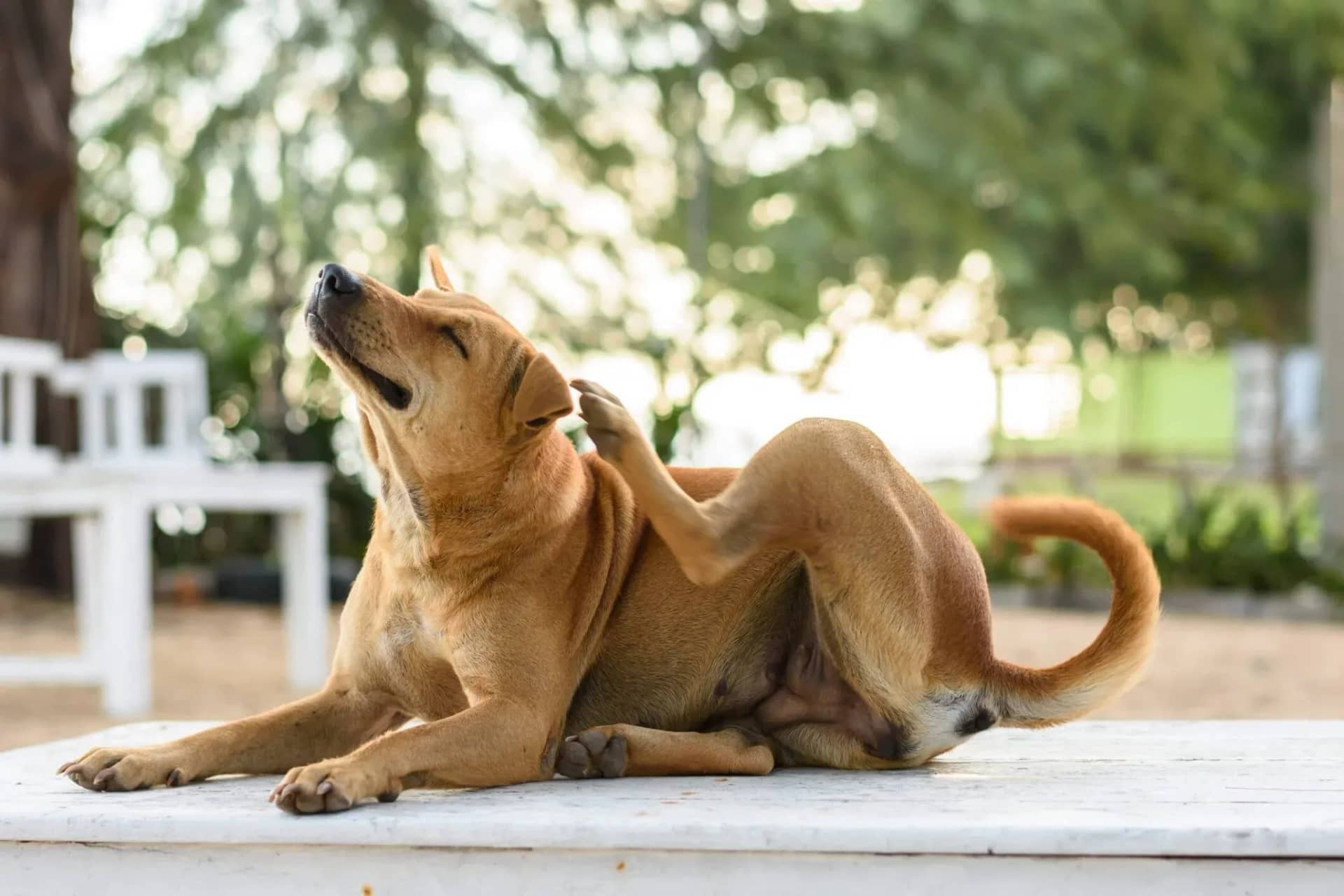 alleviating-allergies-in-dogs-with-probiotics-a-new-approach-861787
