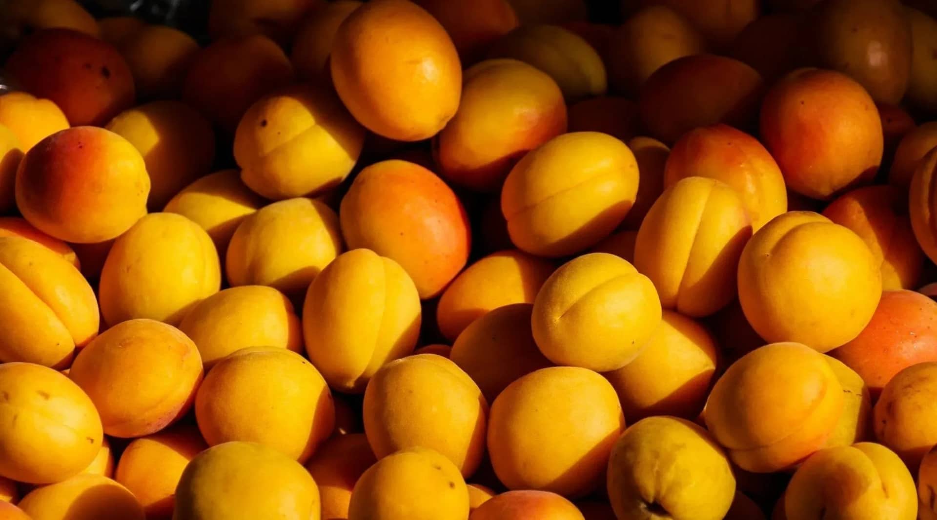 can-dogs-eat-apricots-colorful-and-nutritious-fruit-treat-238750