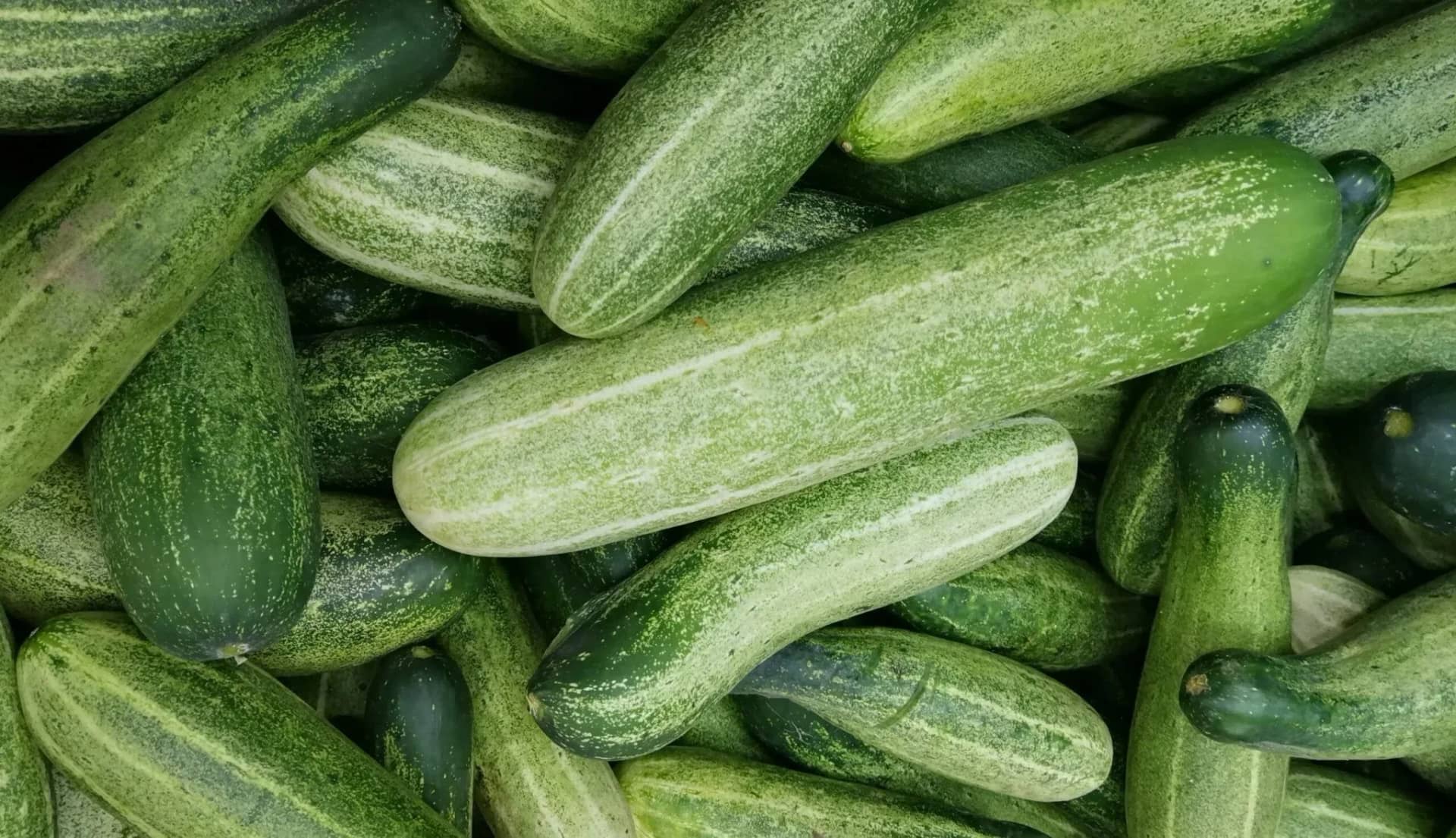 can-dogs-eat-cucumber-a-quick-guide-397899