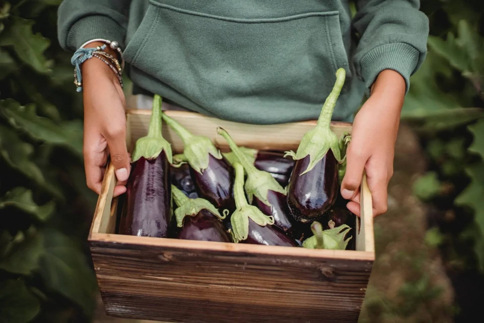 can-dogs-eat-eggplant-simple-guide-to-benefits-and-risks-294283