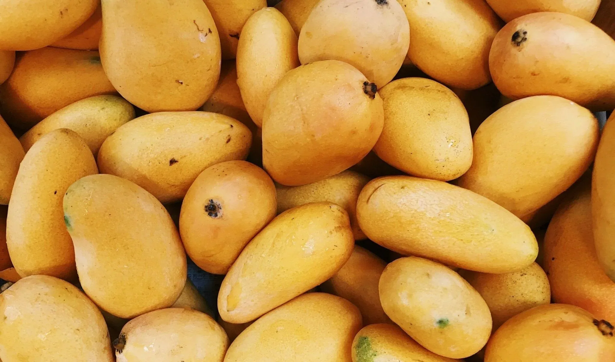 can-dogs-eat-mango-definitely-yes-295431