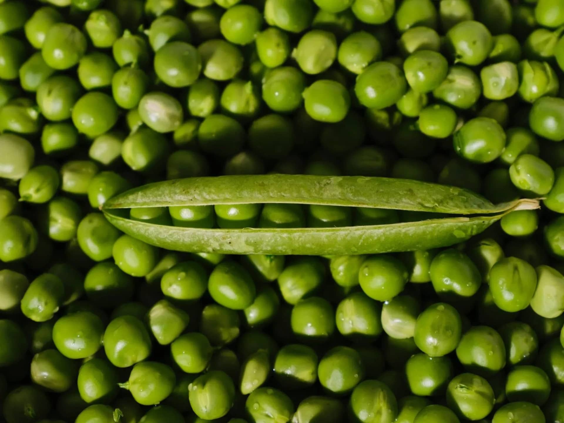 can-dogs-eat-peas-a-nutritional-dive-274402