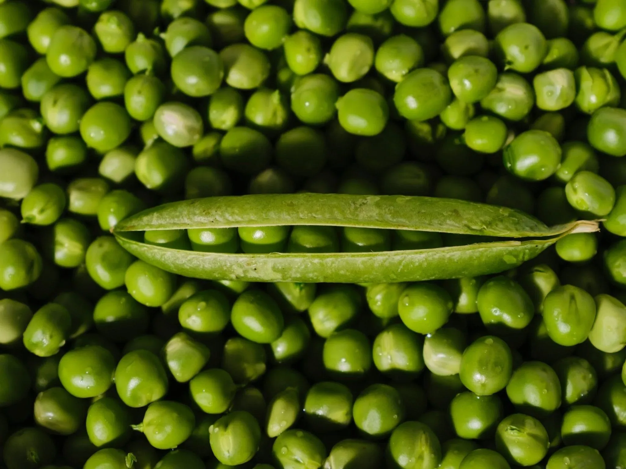 can-dogs-eat-peas-a-nutritional-dive-274402