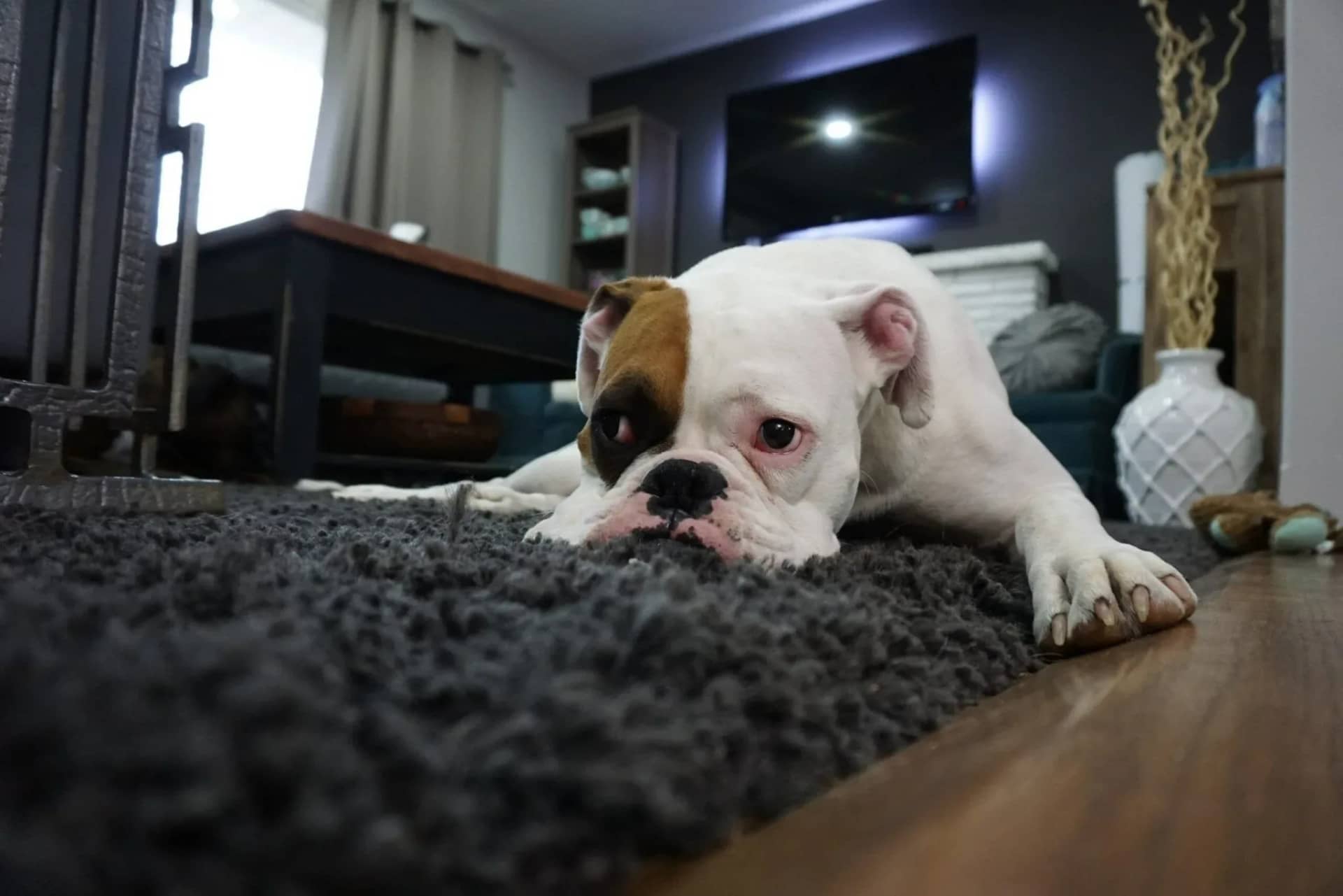 canine-separation-anxiety-prevention-and-treatment-696088