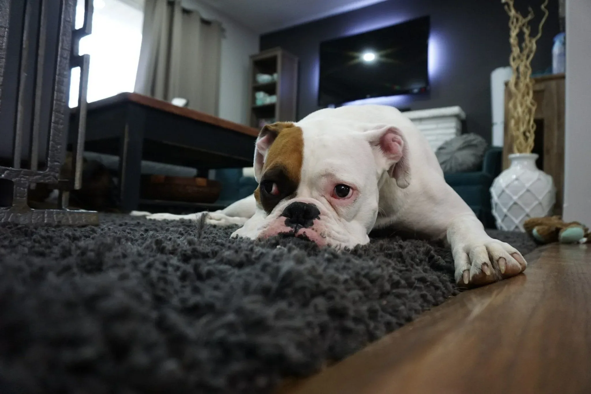 canine-separation-anxiety-prevention-and-treatment-696088