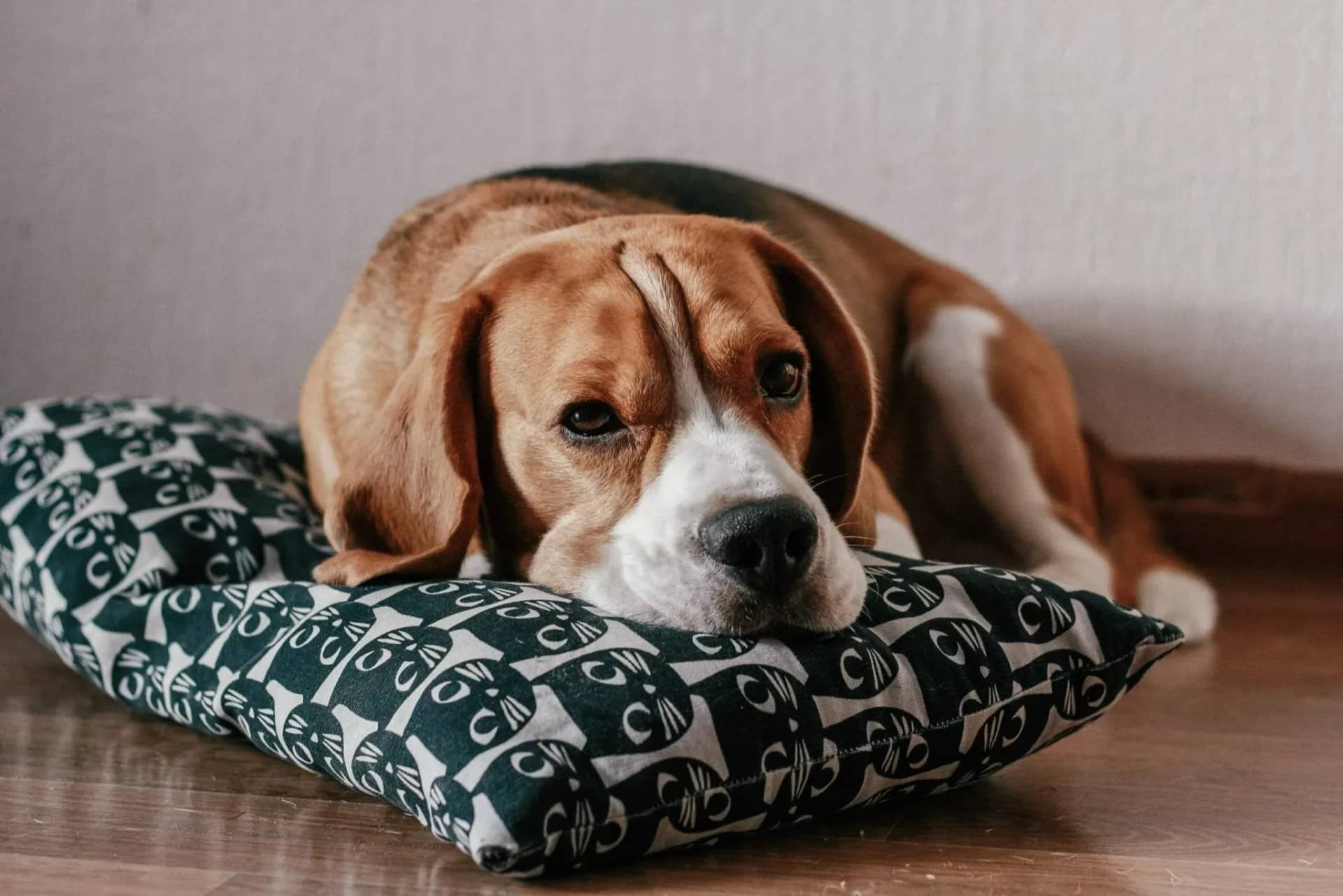 canine-sleep-disorders-causes-and-treatment-997076