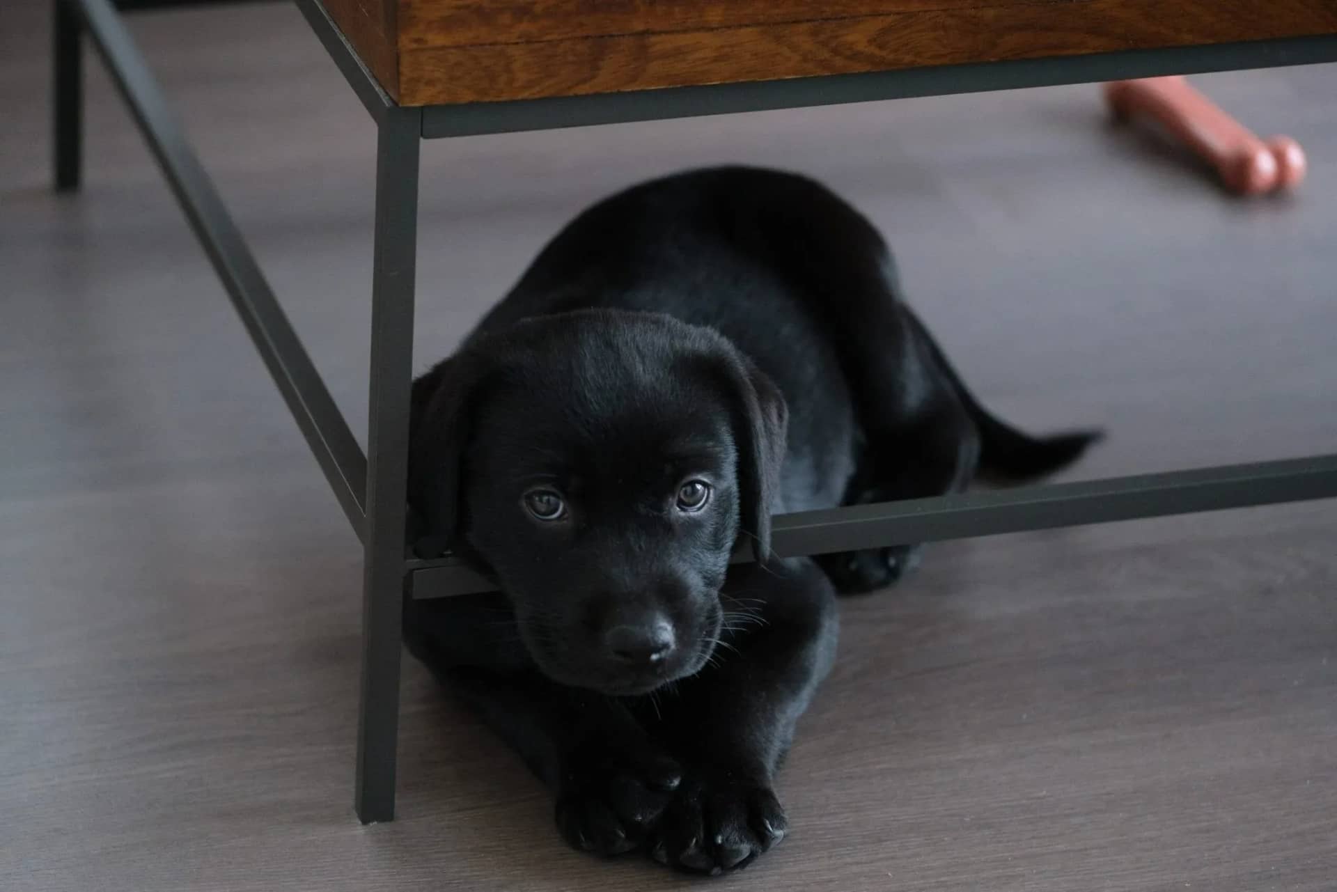 do-dogs-get-bored-how-to-prevent-boredom-in-dogs-288060