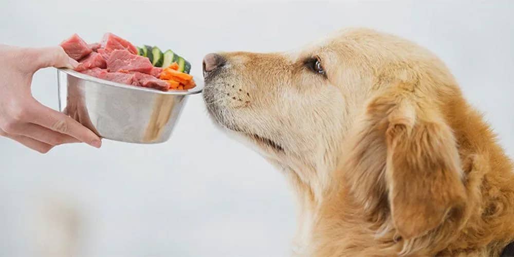 does-a-raw-dog-food-diet-have-any-benefits-the-pros-and-cons-of-going-raw-910609