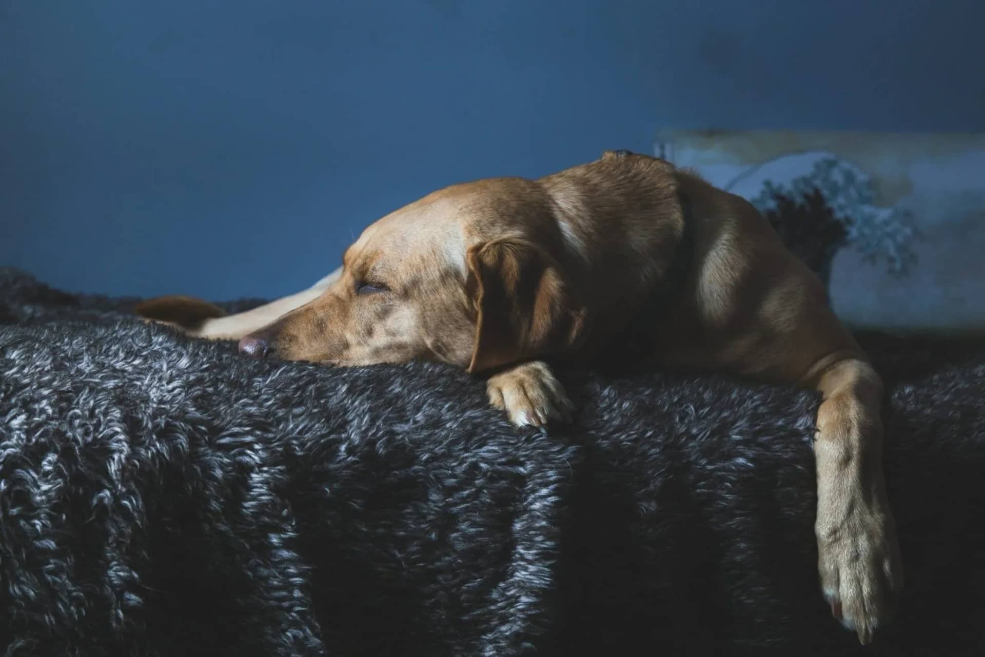dog-limping-after-laying-down-prevention-and-treatment-825732