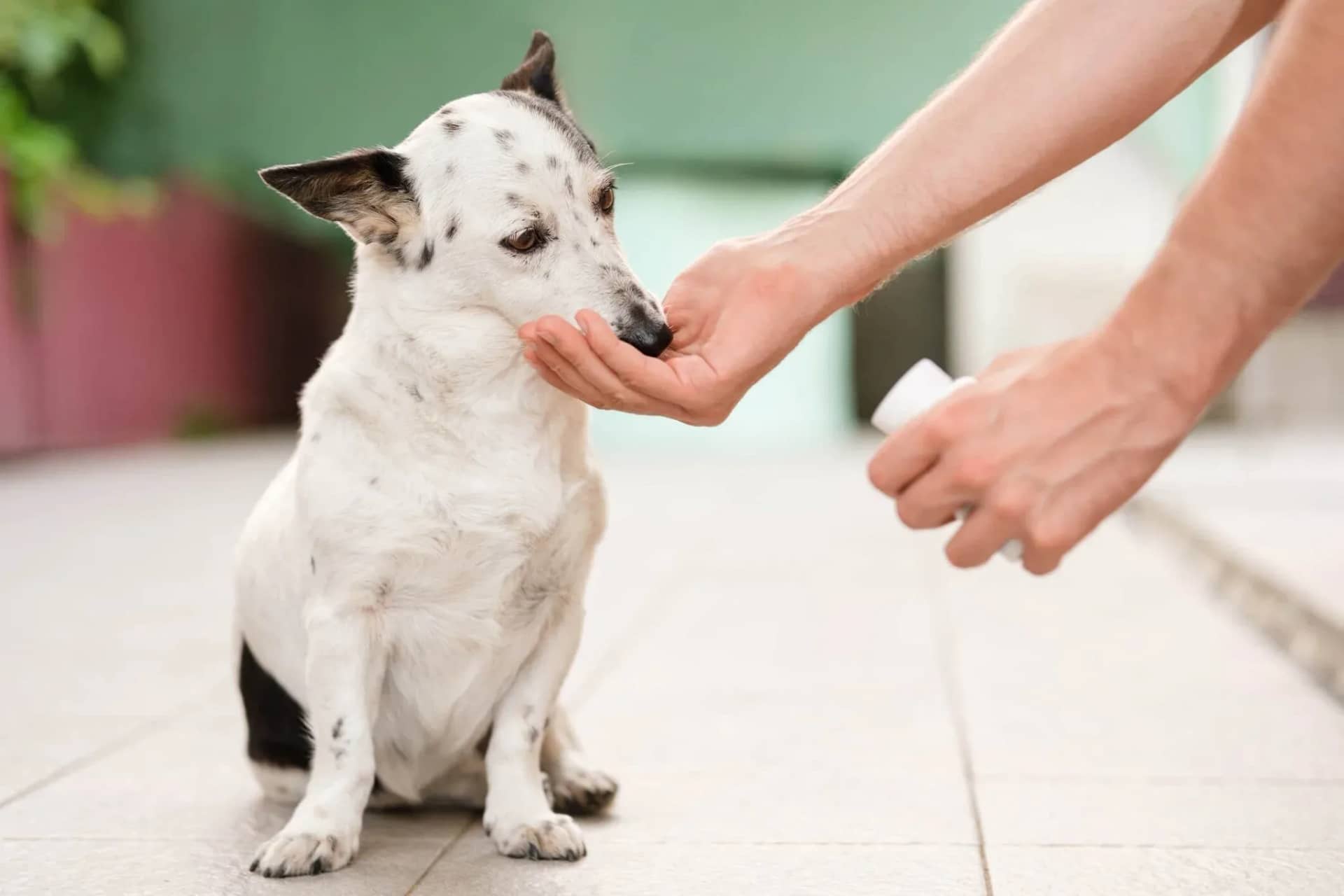 dysbiosis-in-dogs-understanding-and-managing-gut-imbalance-829835