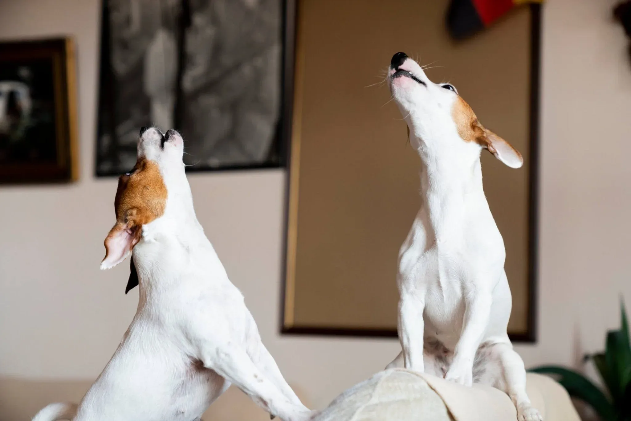 gut-health-behaviour-understanding-your-dogs-mood-swings-206865