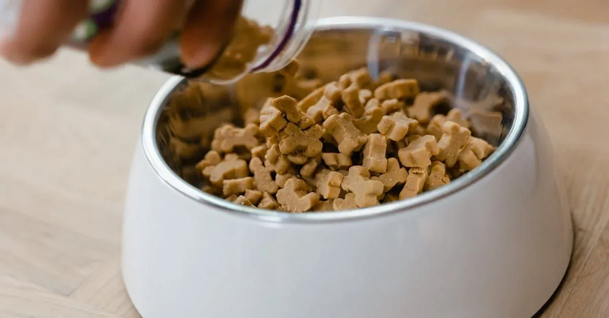 how-probiotics-can-improve-your-dogs-digestion-502080
