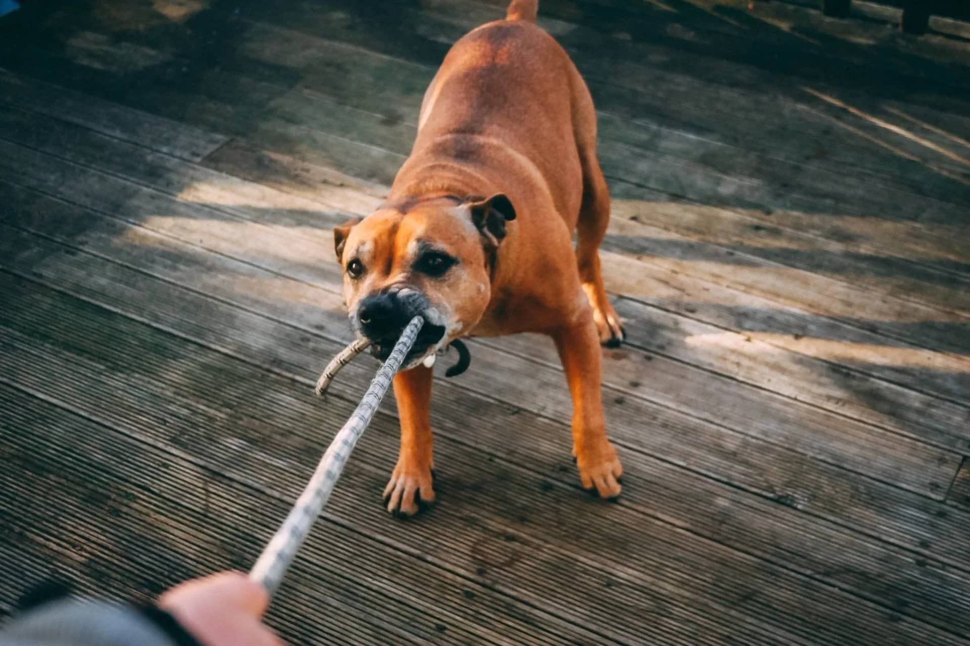 how-to-deal-with-aggressive-dog-behavior-343423
