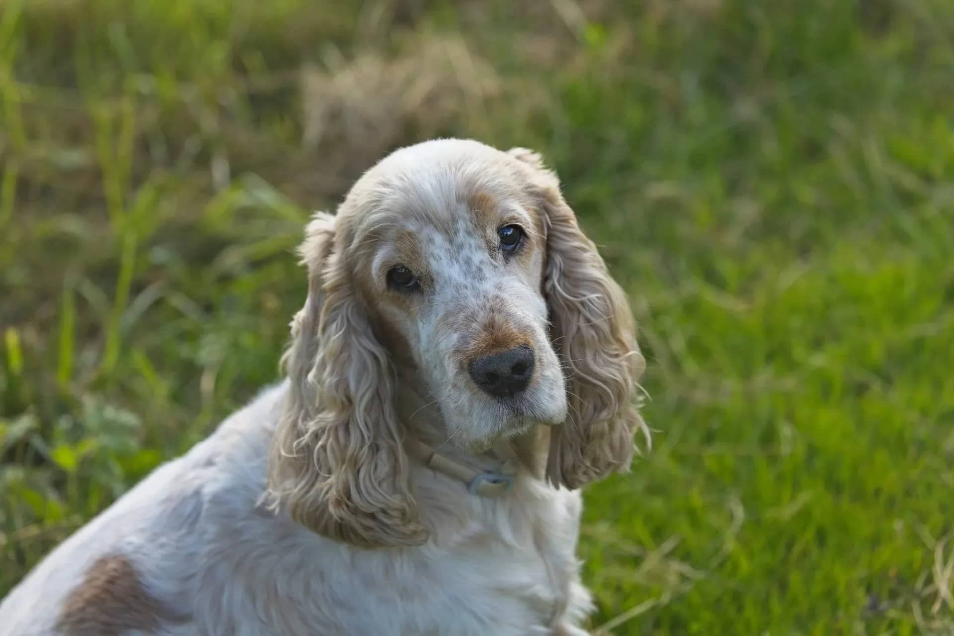 how-to-properly-exercise-a-senior-dog-fatigue-and-low-impact-exercises-760562