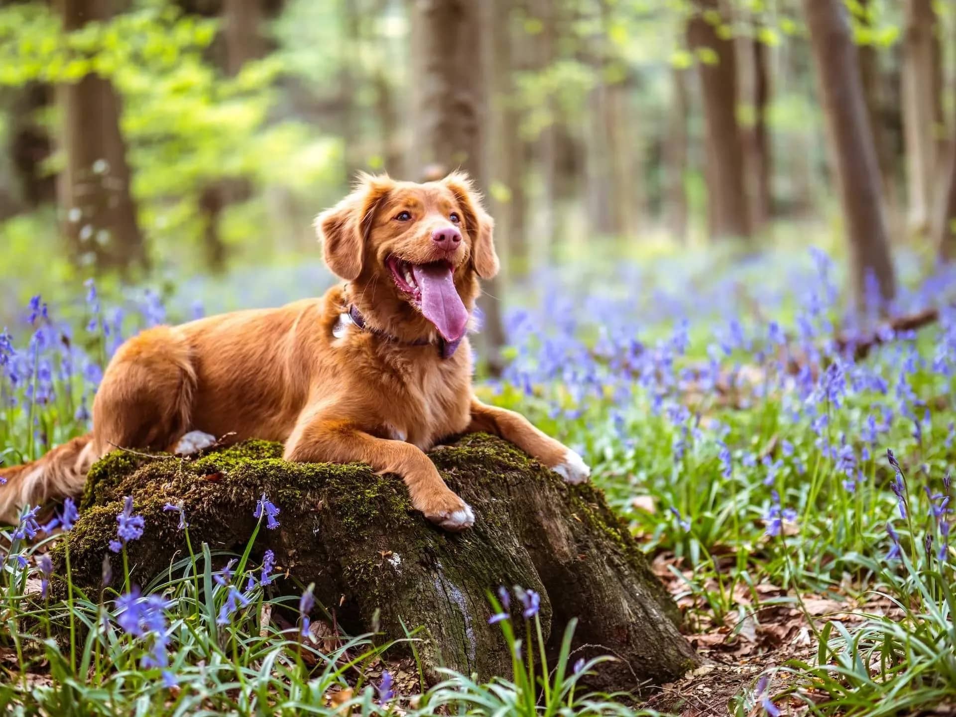 should-you-give-your-dog-human-supplements-all-you-need-to-know-for-a-healthy-pet-441504
