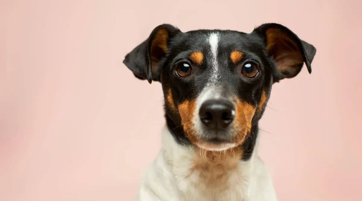 Top Signs Your Dog Needs Probiotics