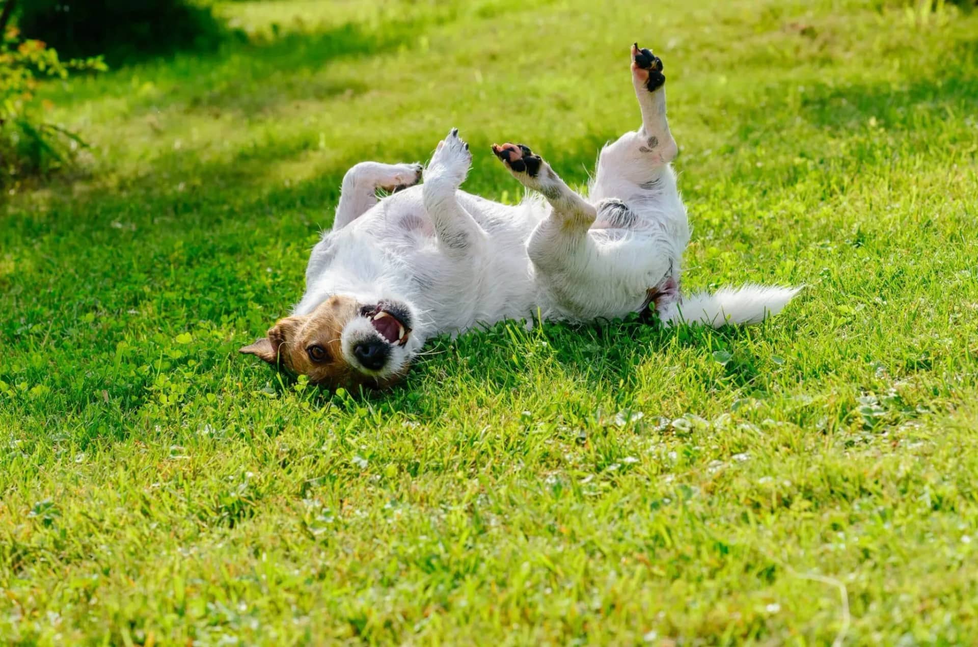 soothing-tummy-troubles-probiotics-as-a-digestive-aid-for-dogs-424229