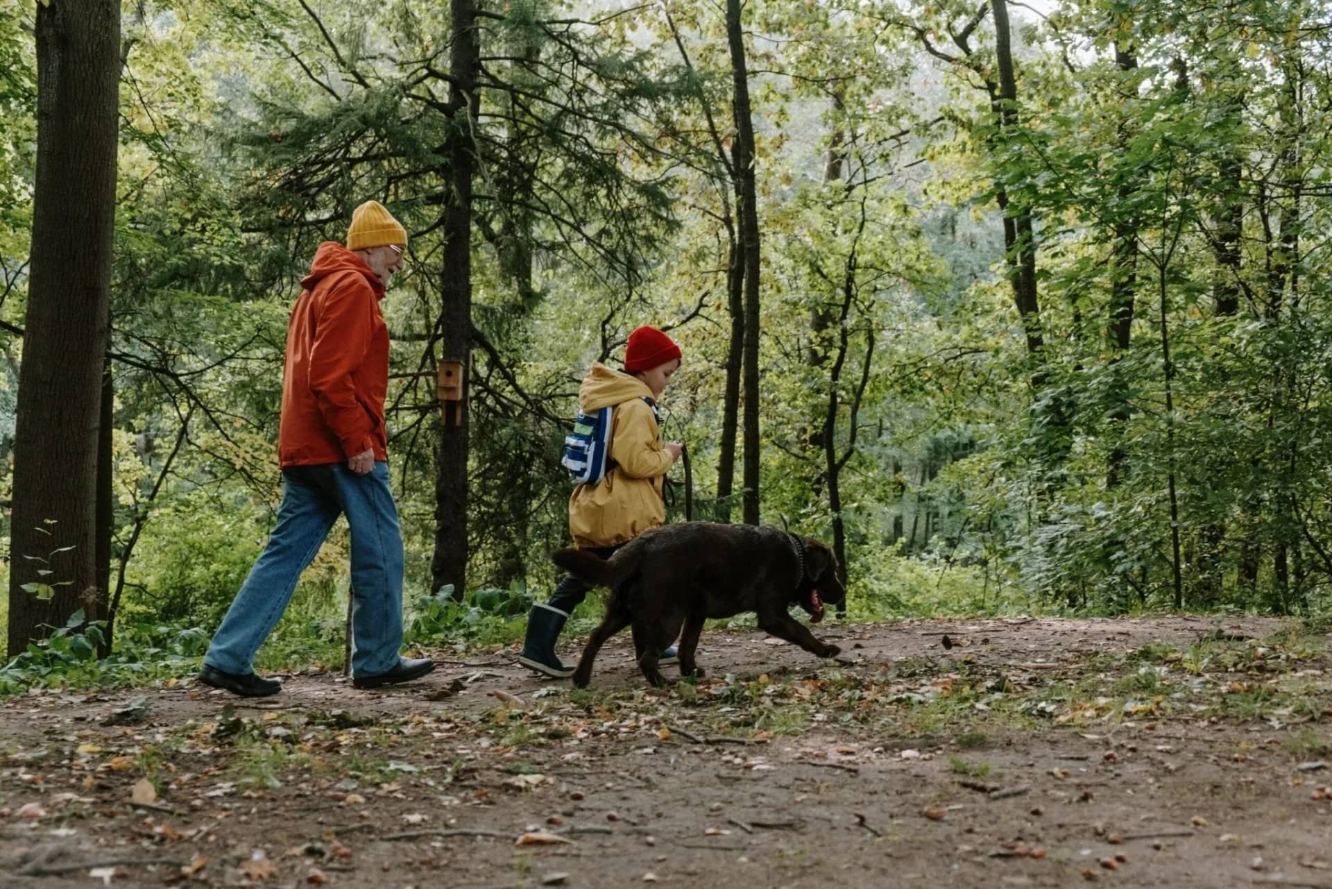 tips-for-hiking-with-your-dog-875497