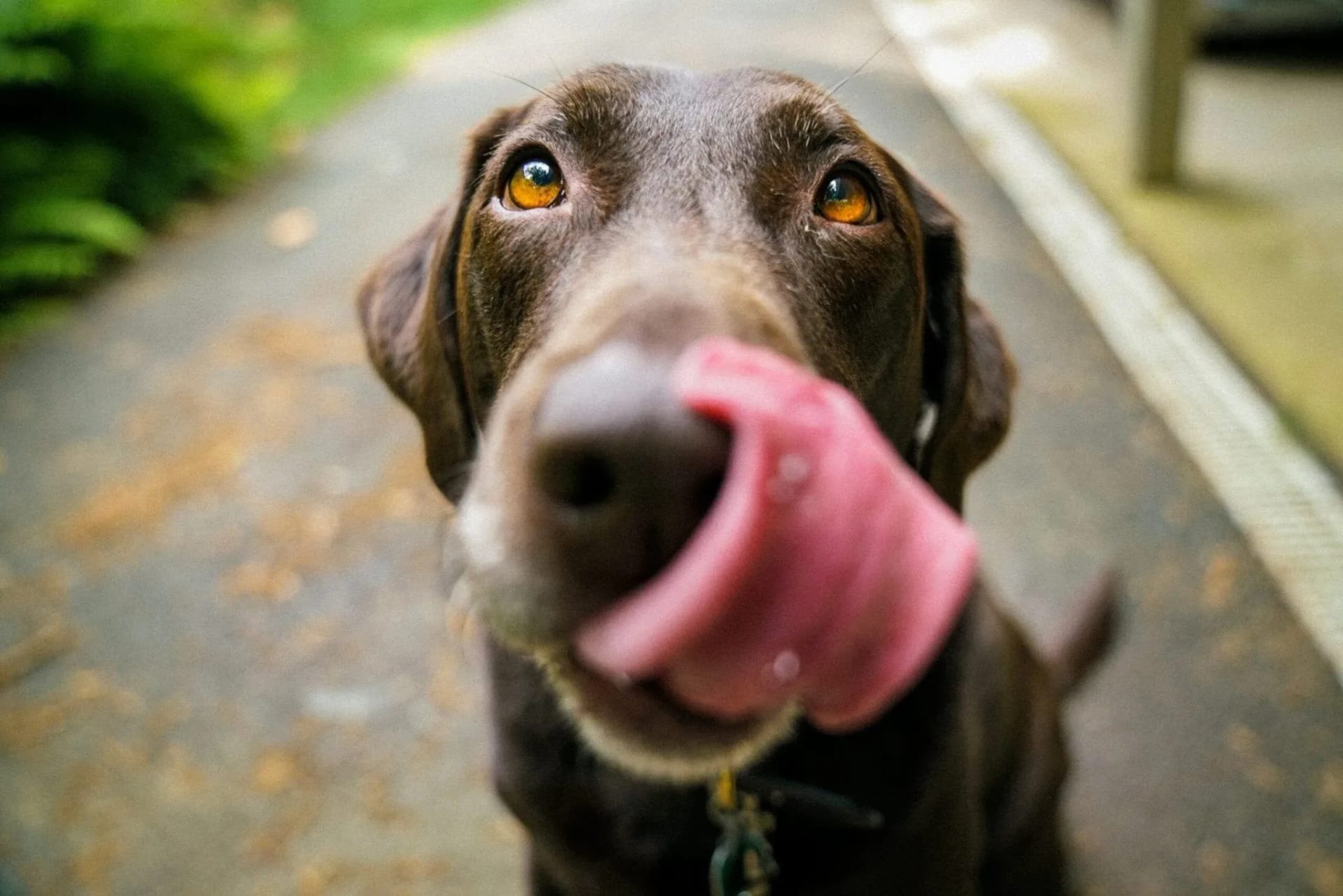 why-do-some-dogs-have-bad-breath-common-causes-and-what-you-can-do-to-fix-it-195357
