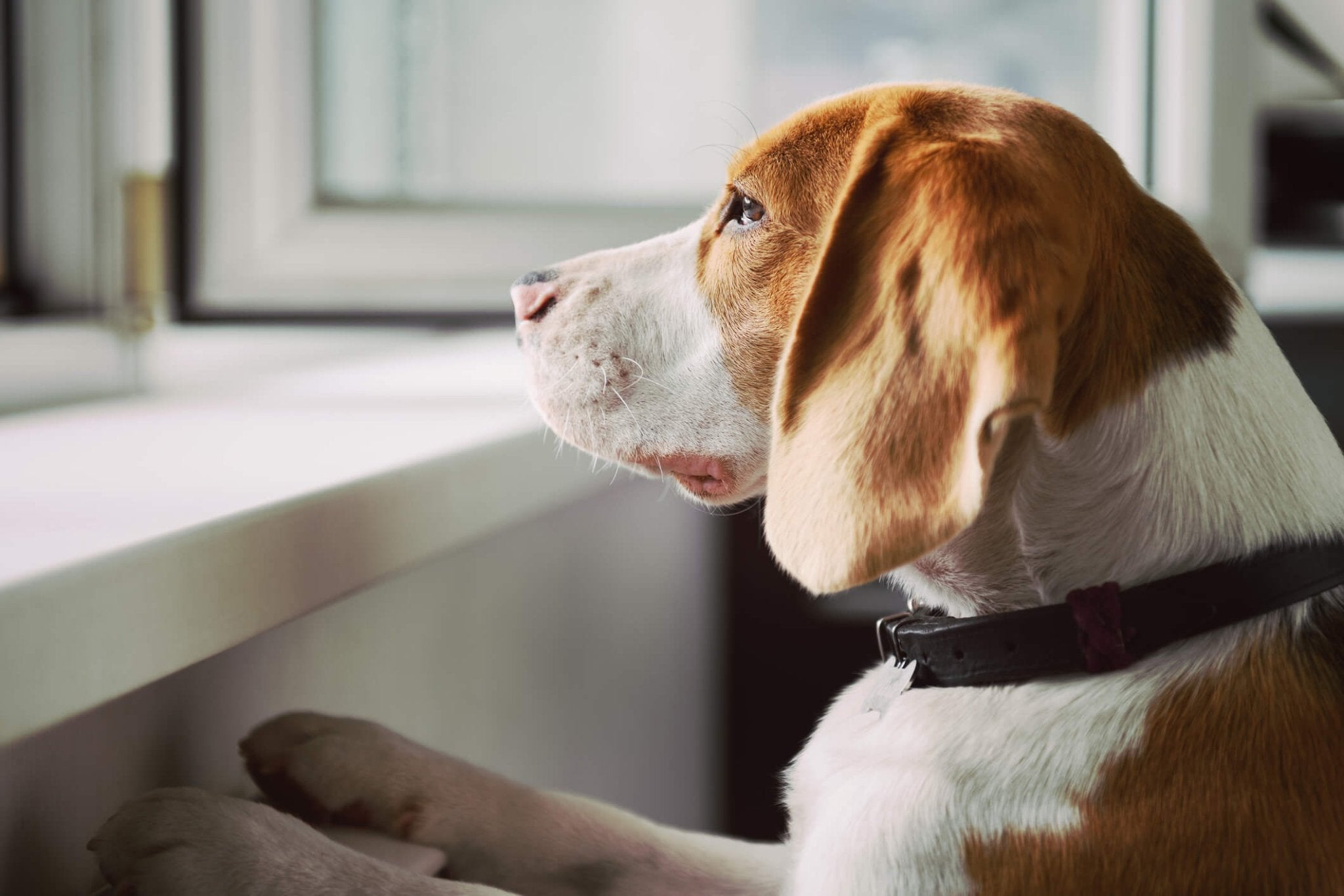 A Comprehensive Guide to Understanding and Managing Dog Anxiety - Hero Pet Health