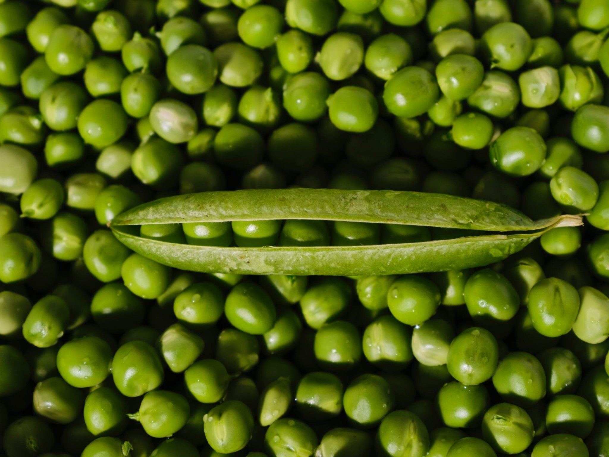 Can Dogs Eat Peas? A Nutritional Dive - Hero Pet Health