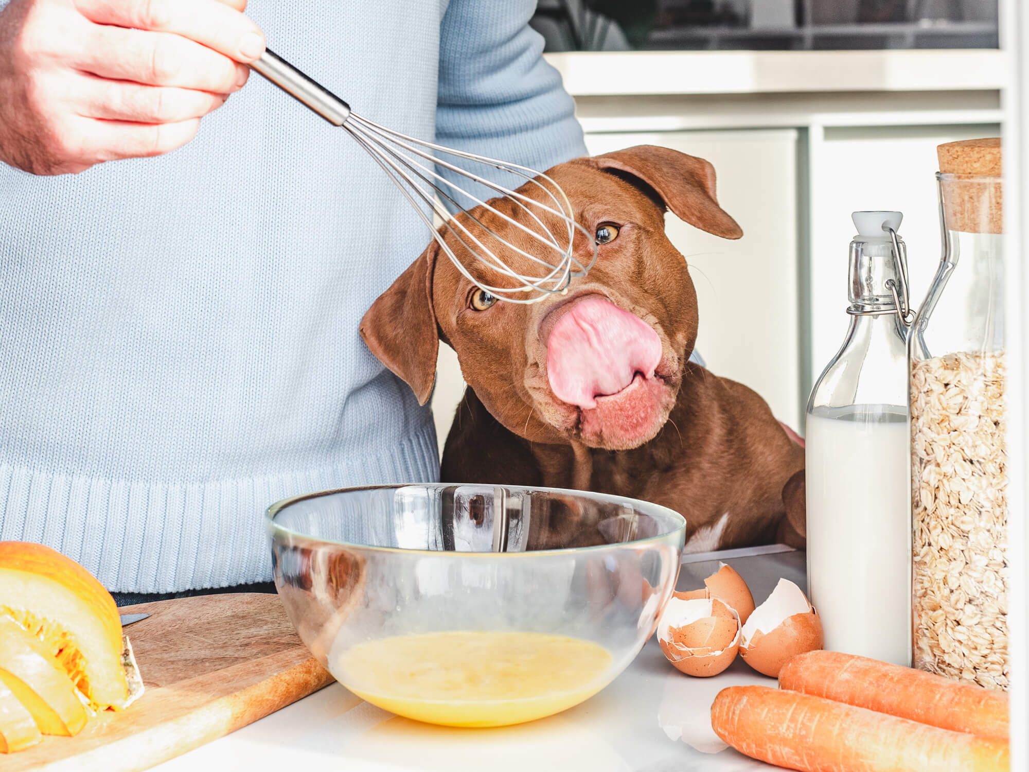Homemade Happiness: Probiotic Foods to Enhance Your Dog's Diet - Hero Pet Health