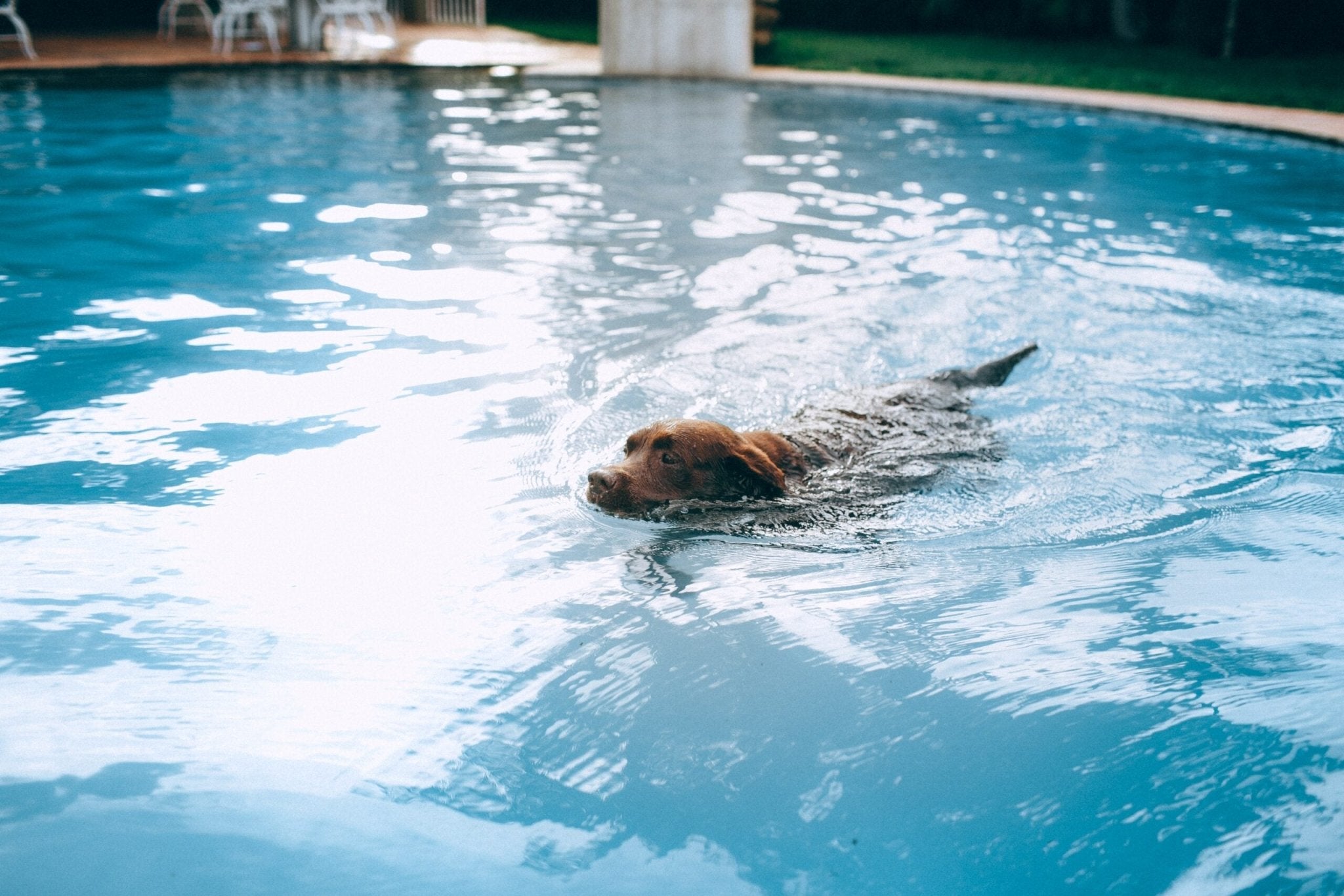 Swimming As Exercise For Dogs - Hero Pet Health
