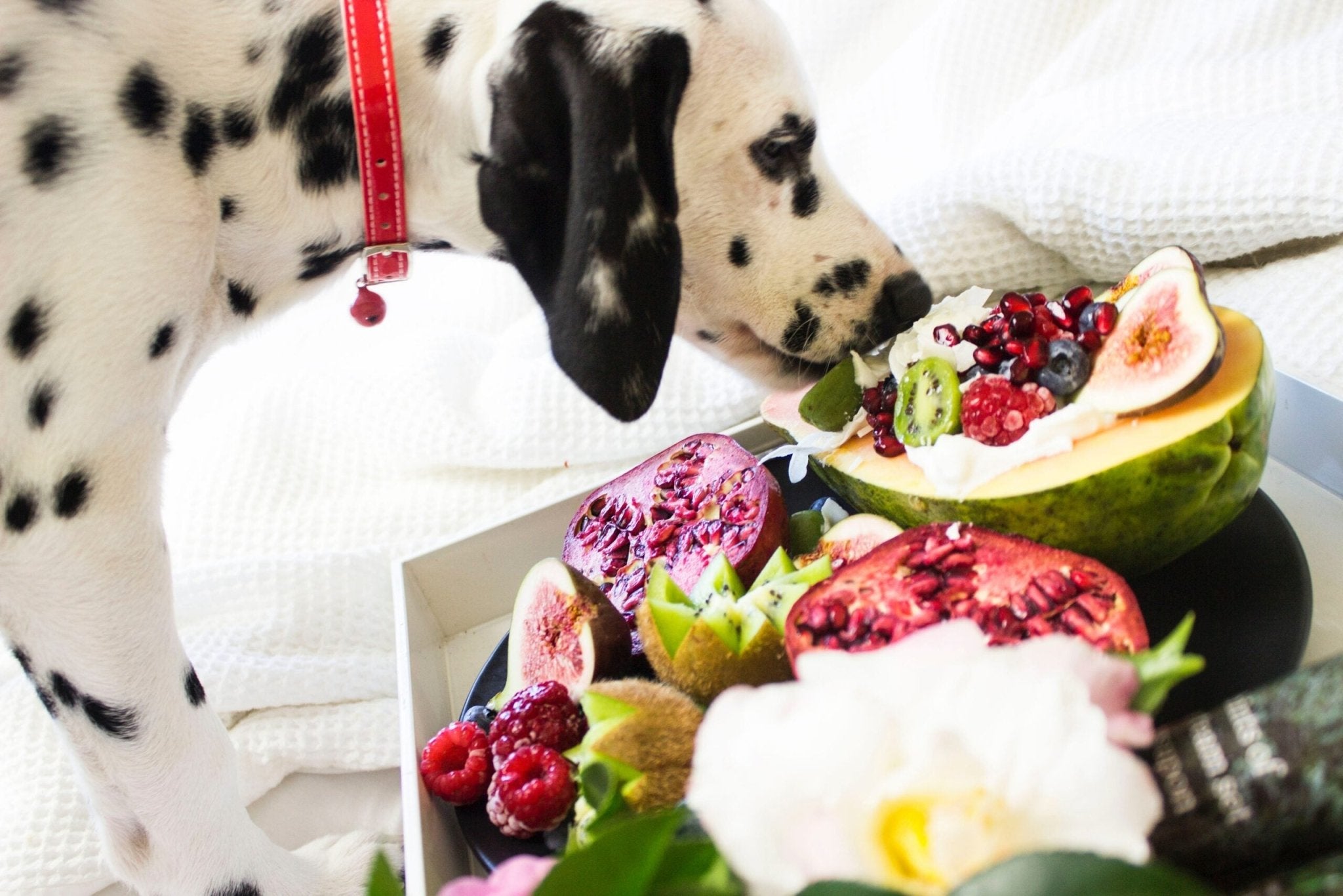What Are The Best Foods For Dog Nutrition? - Hero Pet Health