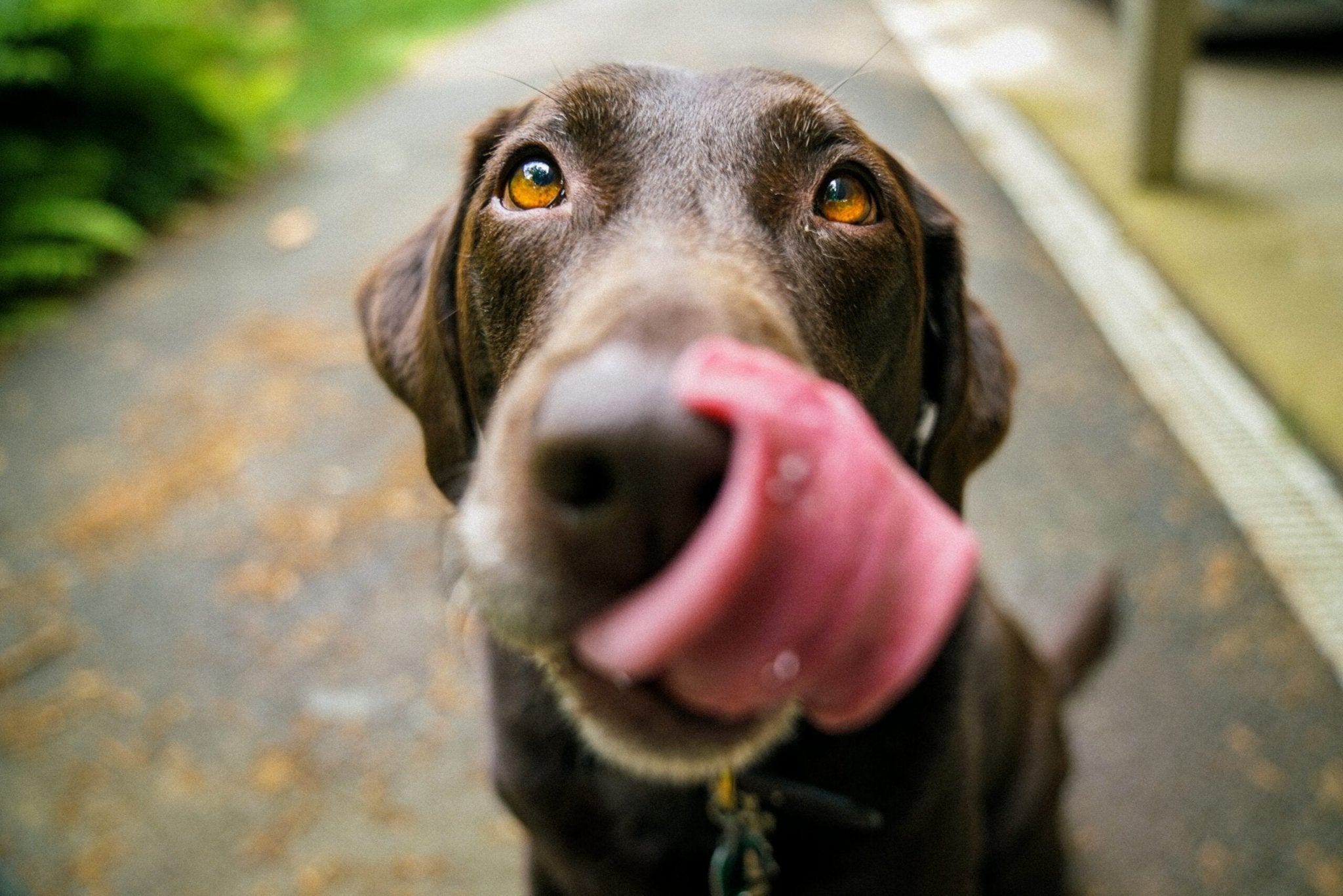 Why Do Some Dogs Have Bad Breath? Common Causes And What You Can Do To Fix It - Hero Pet Health