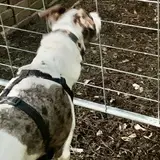 Jacob's dog
