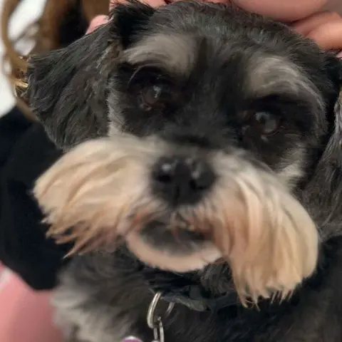 Cheryl's dog