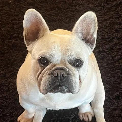 Vivian's dog